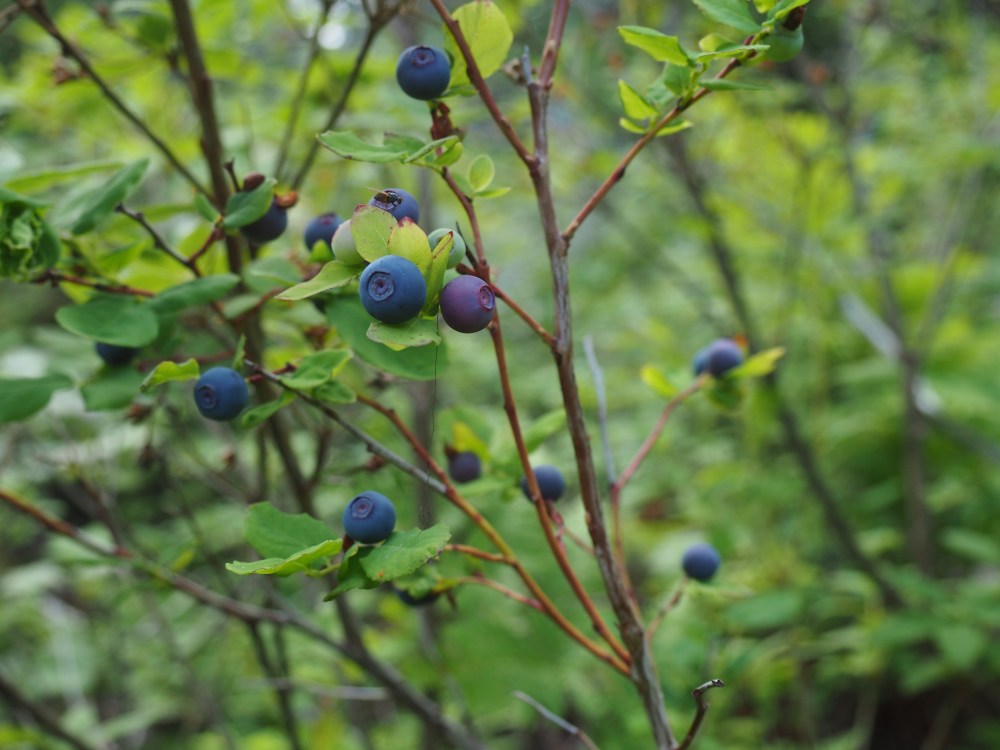 Blure Berries
